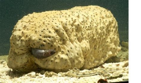 pearl fish|The fish that lives in a sea cucumber anus .